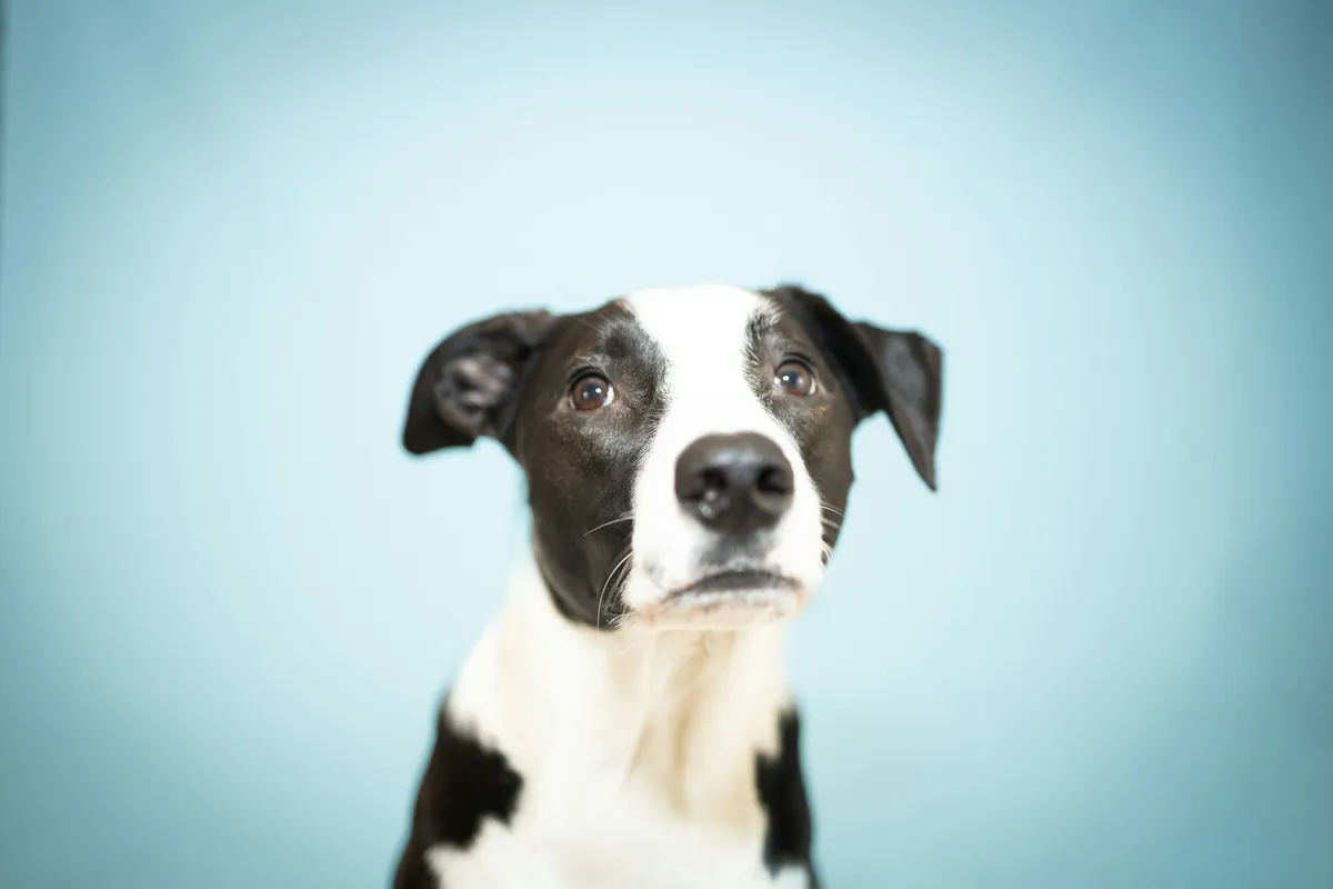 Porträt eines grauen Hundes mit weissem Brustfleck vor lachsfarbenem Hintergrund